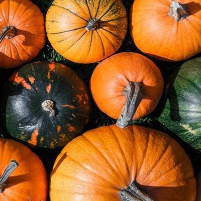 All About Pumpkins