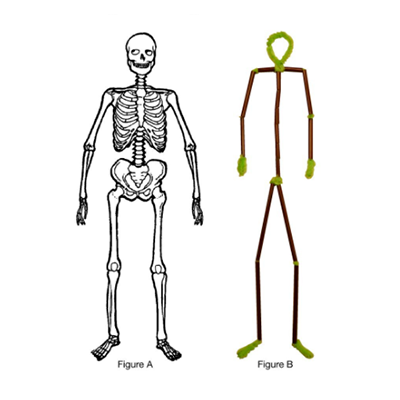 Pipe Cleaner Skeletons resources in Science A-Z