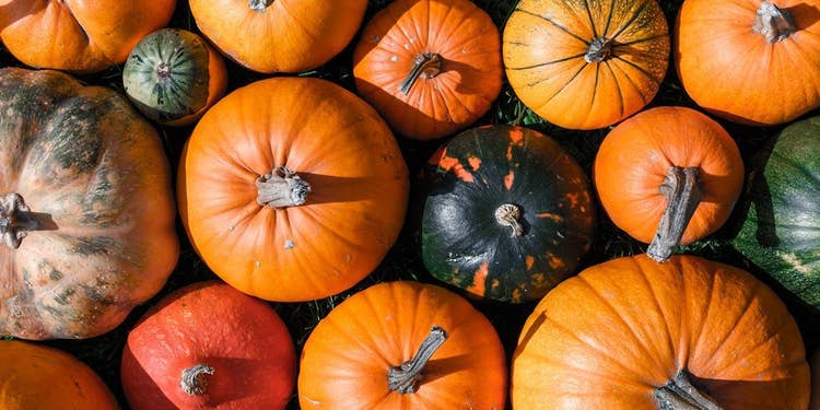 All About Pumpkins