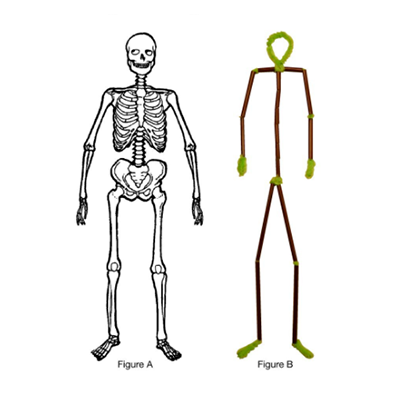Pipe Cleaner Skeletons resources in Science A-Z