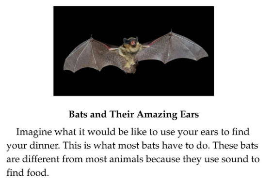 Bats and Their Amazing Ears Snippet